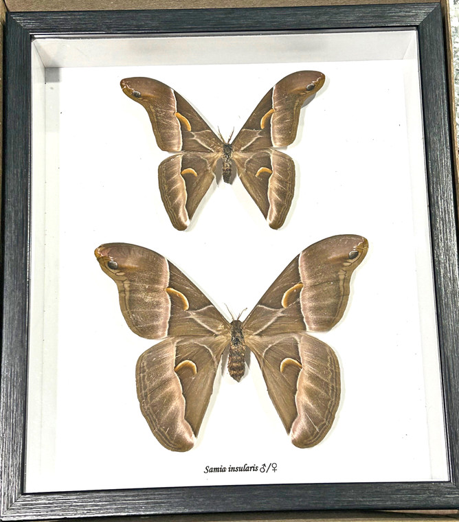 Samia insularis Male Female ( special )