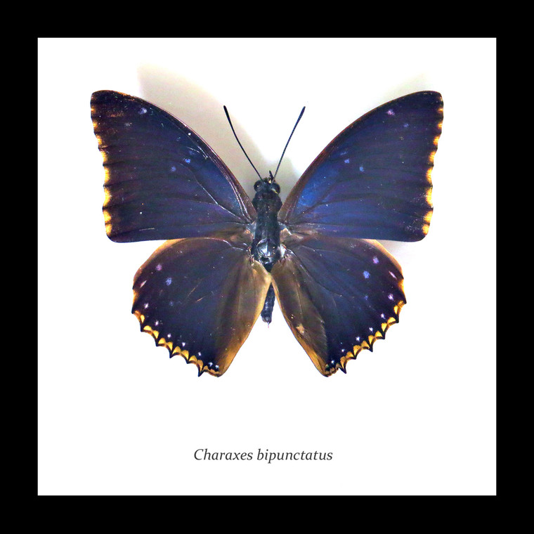 Charaxes bipunctatus