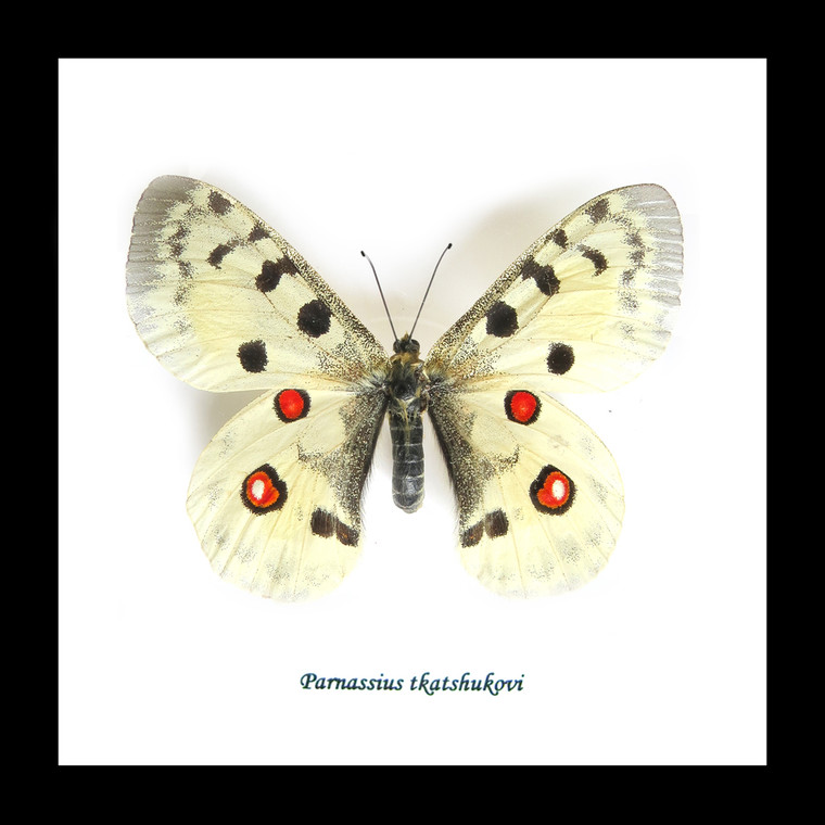 Framed butterflies Parnassius tkatshukovi Bits & Bugs 