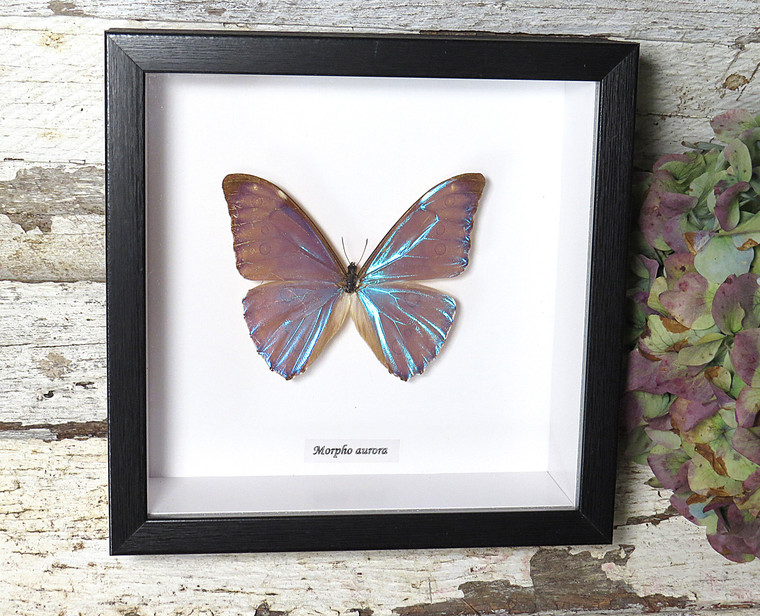 Morpho aurora 