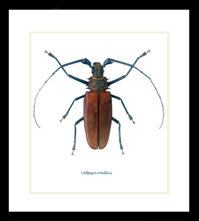 Longhorn beetle bugs Callipogon armillatus Bits & Bugs 