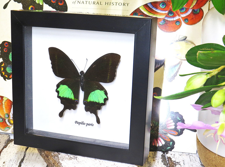 butterfly moth lepidoptera for sale Papilio paris Bits&Bugs 