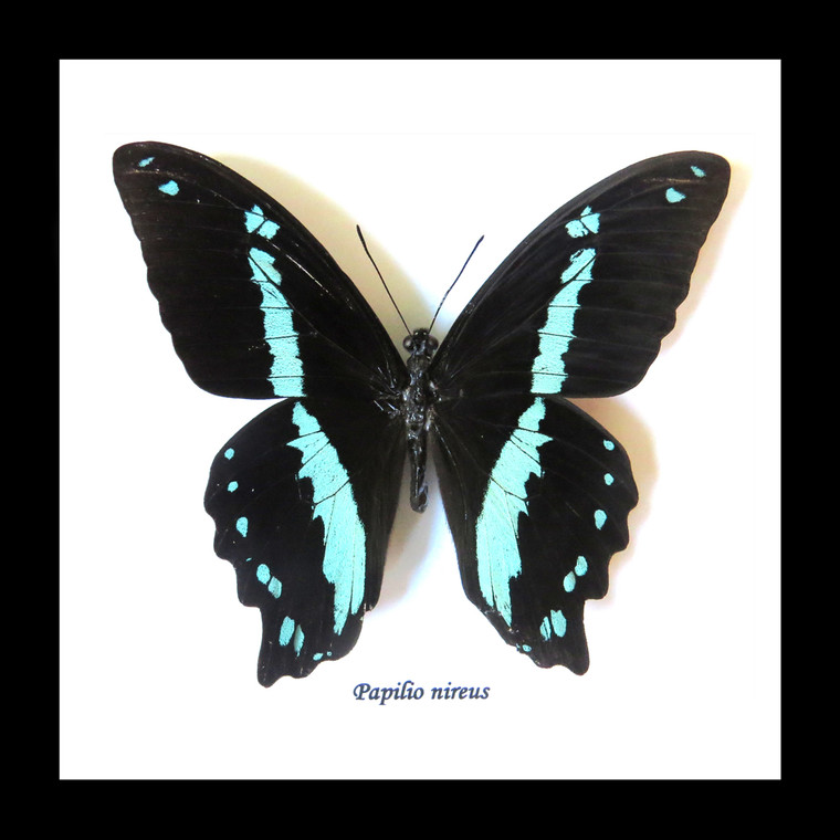 Papilio nireus