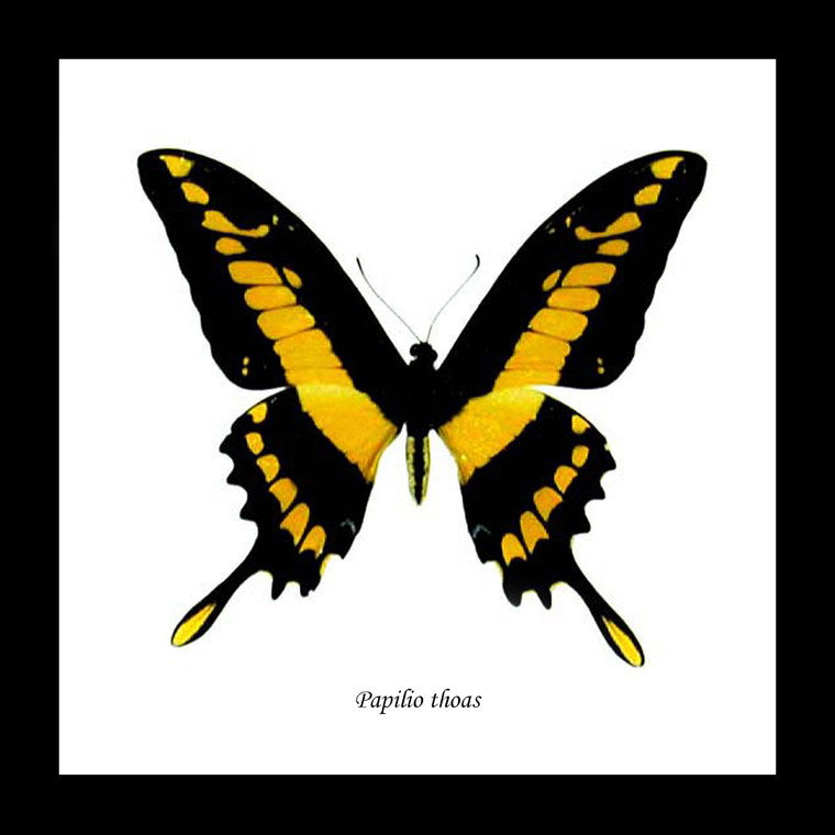 Papilio thoas