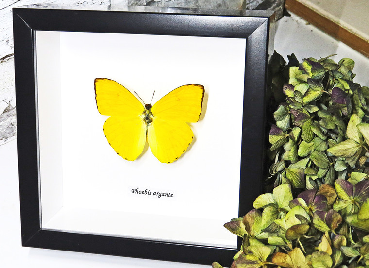 Framed butterflies  Phoebis argante Bits & Bugs 