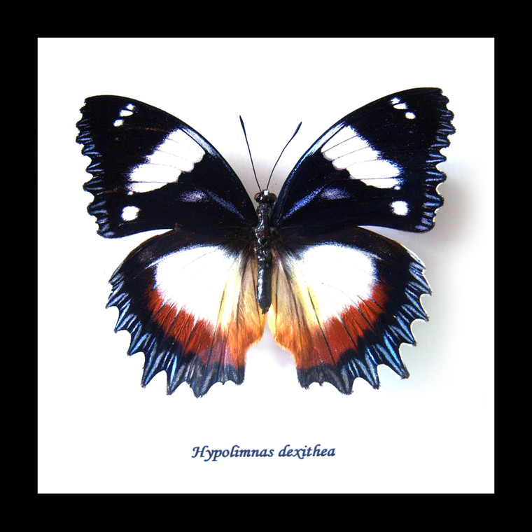 Entomology specimen butterfly Hypolimnas dexithea Bits & Bugs