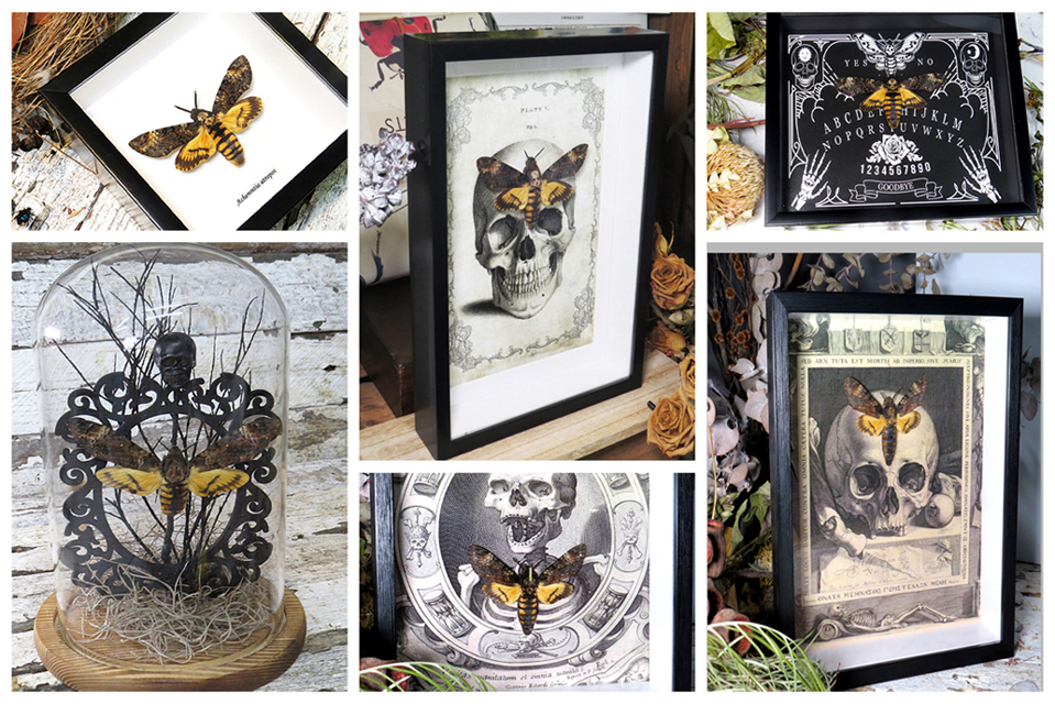 taxidermy insects butterfly collection display Australian insects