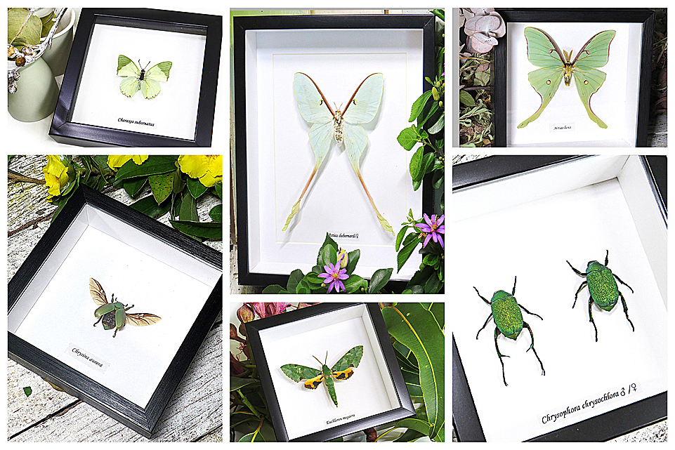 taxidermy insects butterfly collection display Australian insects