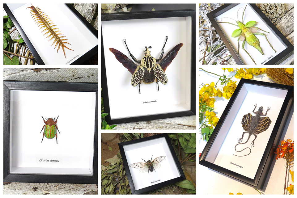 taxidermy insects butterfly collection display Australian insects