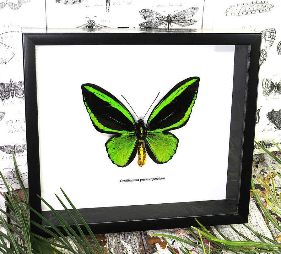 taxidermy insects butterfly collection display Australian insects