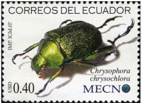 bacch2-chrysophora-chrysochlora-stamp.jpg