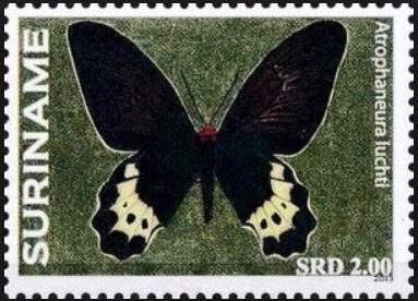 bballa-atrophaneura-luchti-stamp.jpg