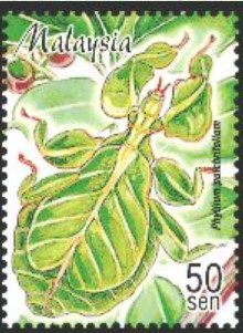 bbppul-phyllium-pulchrifolium-stamp.jpg