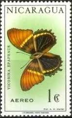 Image result for siproeta epaphus stamp