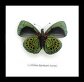 butterfly for sale Australia home decor interior design Callithea leprieuri bits & bugs