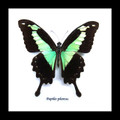 Butterfly frame Papilio phorcas Bits & Bugs