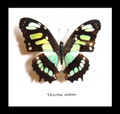 Framed butterfly collection Victorina stelenes Bits&Bugs 