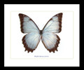  Morpho thesseus juturna