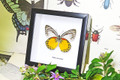 Taxidermy gold coast Butterfly Delias descombesi Bits&Bugs 