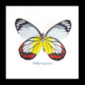 Delias hyparete butterfly in frame Bits & Bugs 