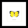 Australian real framed butterfly Eurema hecabe Bits&Bugs 