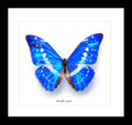 Morpho cypris framed Bits&Bugs 