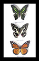 Australian butterflies framed Bits and Bugs