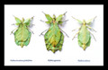 Phyllium leaf insect Bits & Bugs