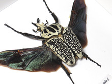 標本 Cong Goliathus orientalis 94mm Goliathus orientalis XXL - Bits and Bugs