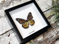 Danaus plexippus Monarch butterfly Female