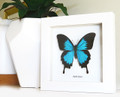 Australian butterfly framed Papilio ulysses  Bits&Bugs