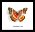 Cethosia biblis