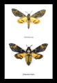 Deaths Head Hawk Moths Silence of the Lambs moth