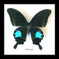 butterfly moth lepidoptera for sale Papilio paris Bits&Bugs 