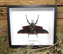 BHGGOMO_Goliathus_goliathus_ap