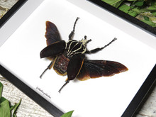 Goliathus goliathus - Bits and Bugs