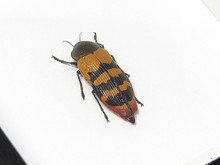 BATMV_Temognatha_murrayi_2__00