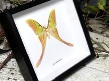 BJAR_Actias_rhodopneuma_1__328