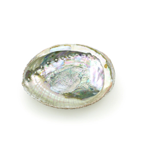 Abalone Shell Burner