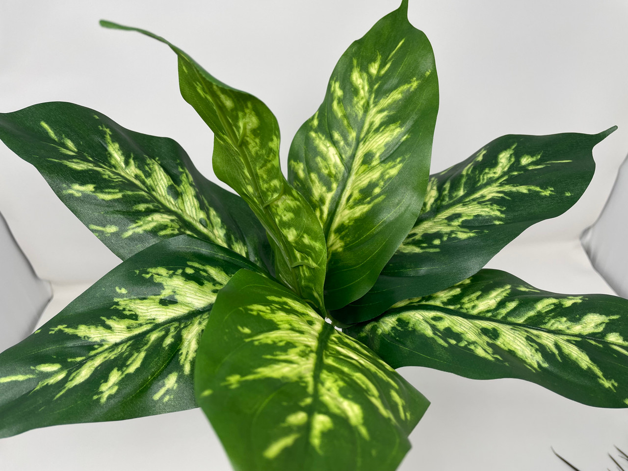 dracaena for sale Dracaena marginata (dragon tree) main image 0