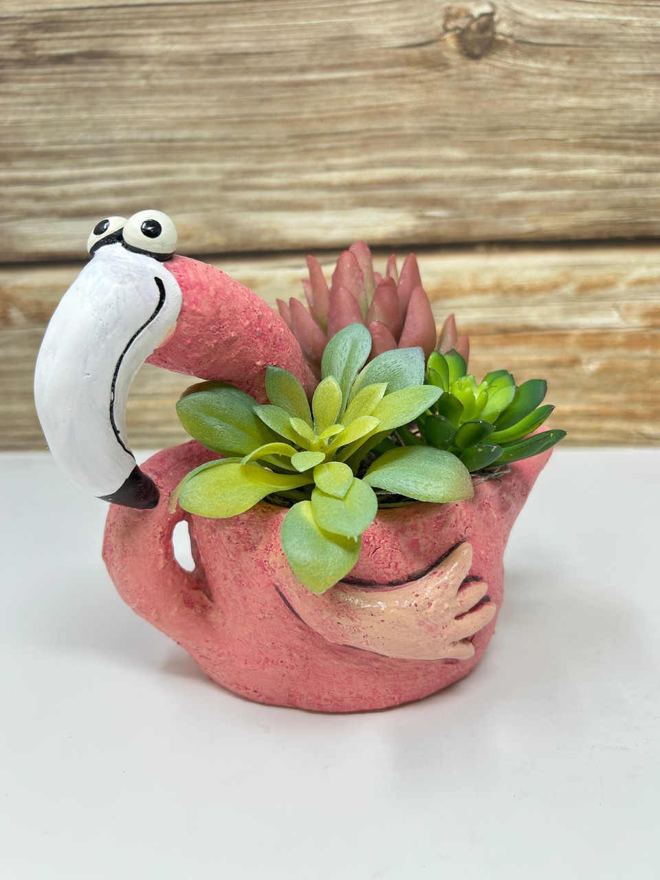 vorgarten olivenbaum Olivenbaum 7 Jahre – toskanagartenshop main image 0