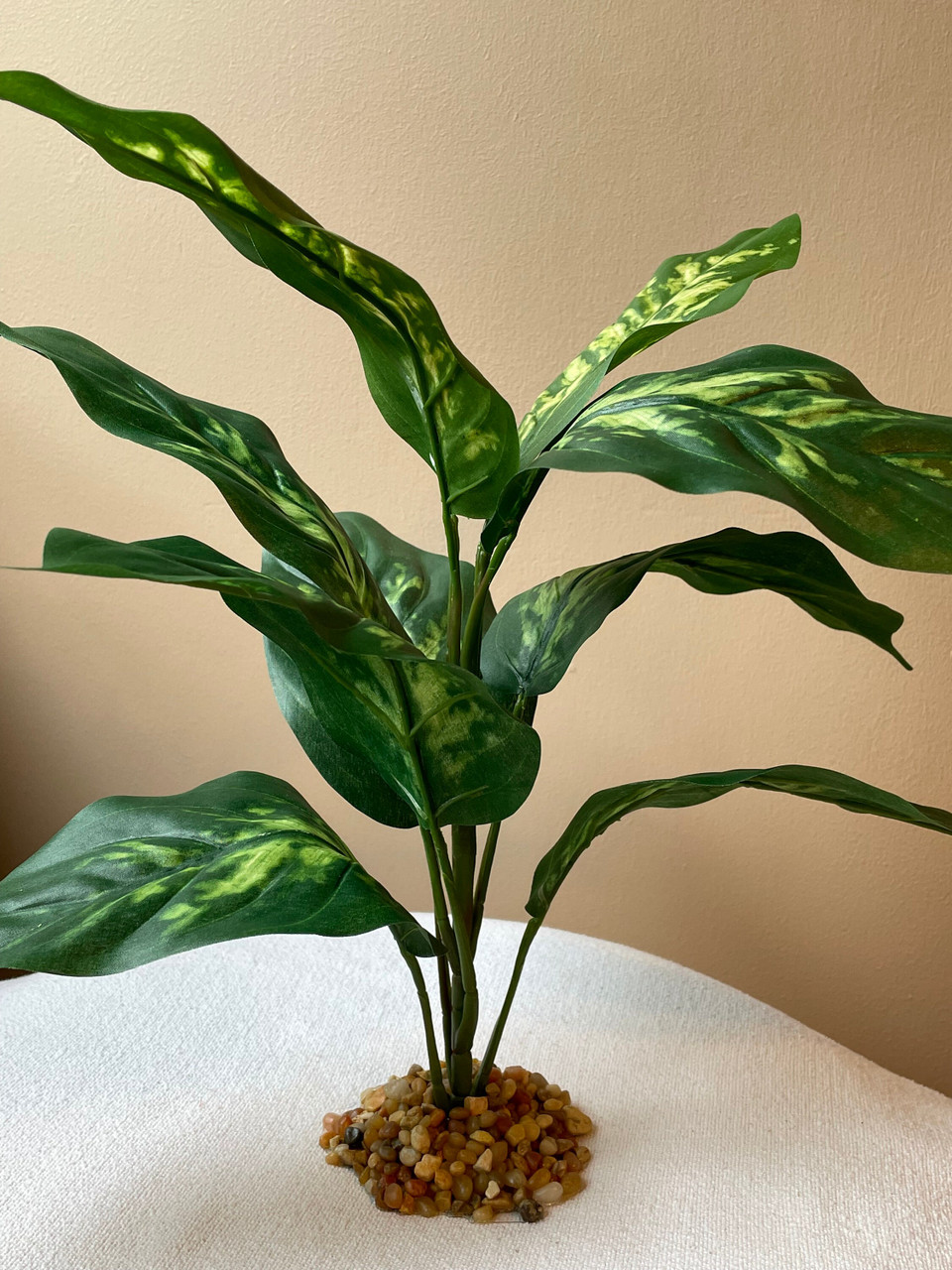 where to buy lucky bamboo plant Lucky Bamboo 12" Stem