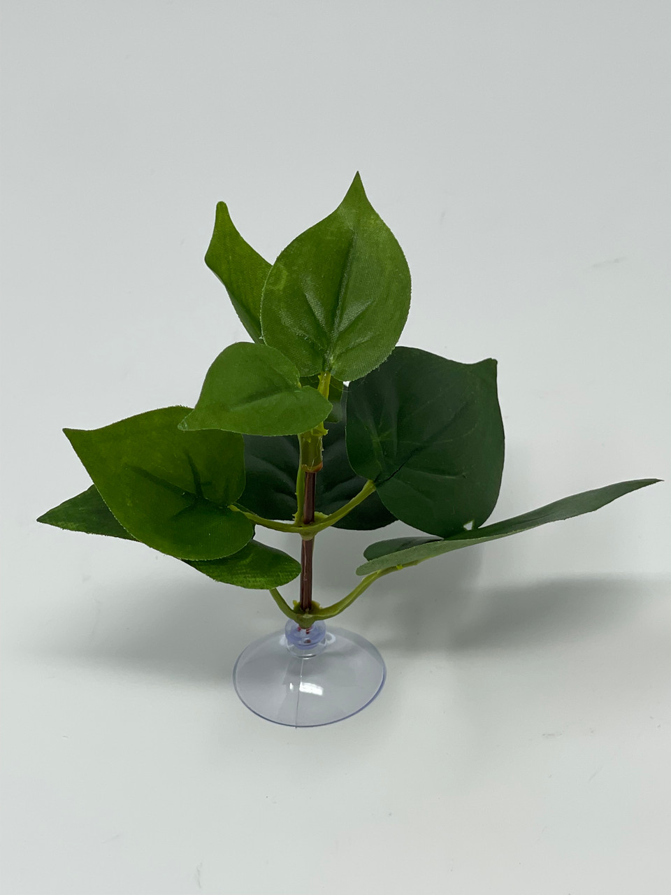 aechmea dean philodendron Philodendron Dean McDowell main image 0