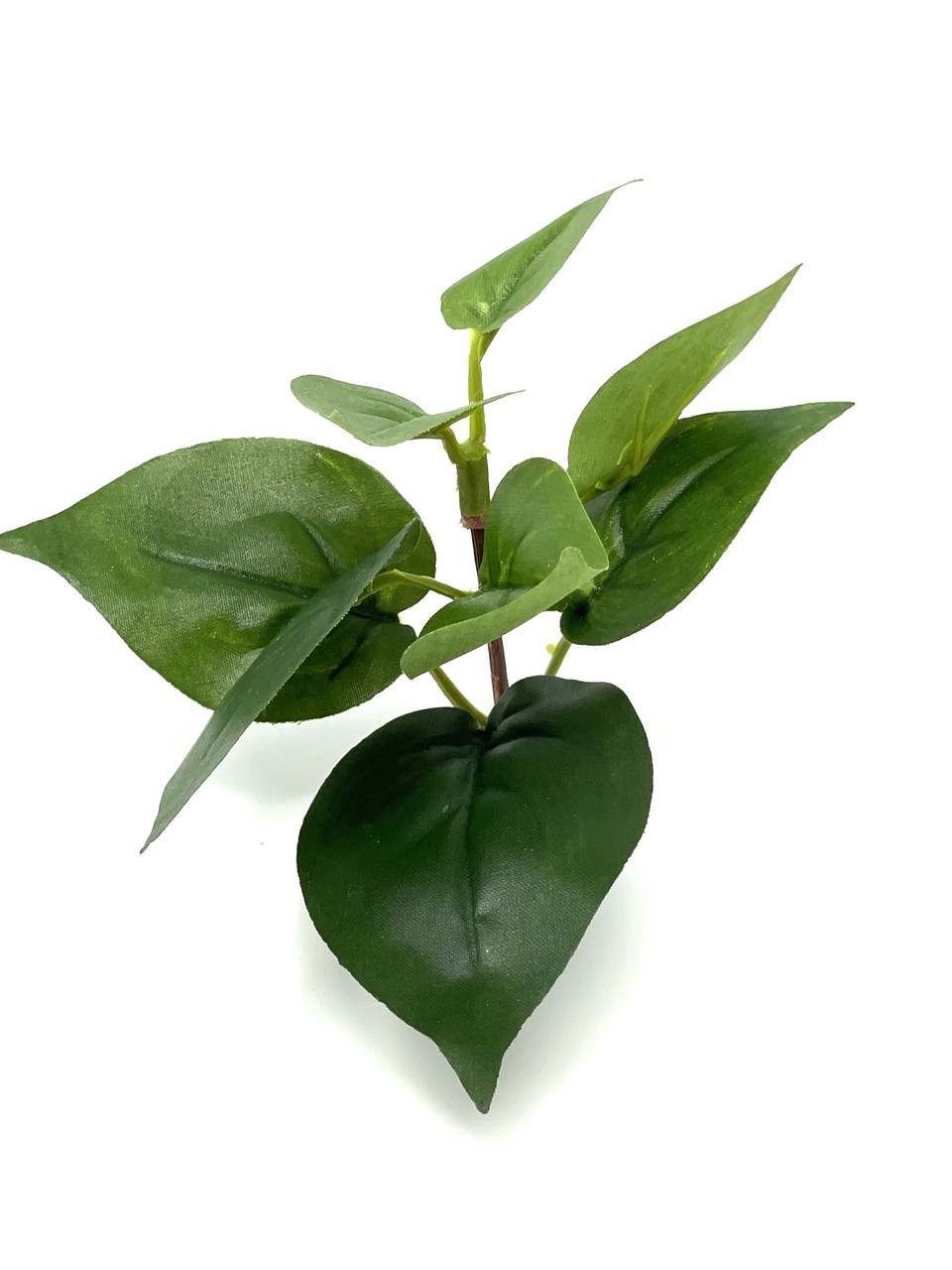 best planter for philodendron Variegated Philodendron 'Birkin' : Tropical Live Plant - Great for  Beginners - (6 Pot)  Unlimited Variegation - Easy Plant Care