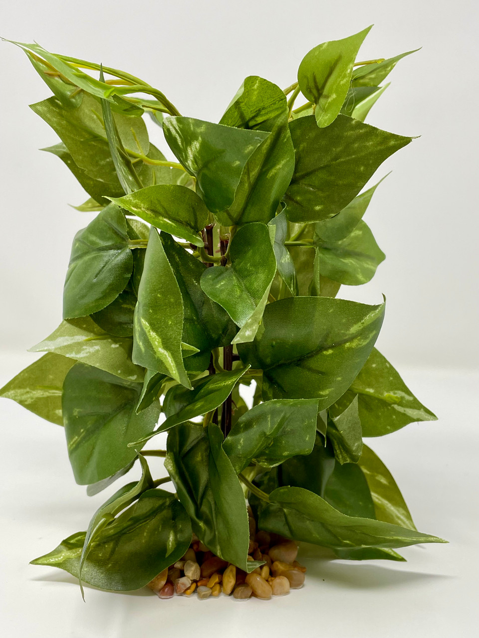 spider plant pale leaves Spider Plant (Chlorophytum 'Reverse') – Rolling Greens main image 1