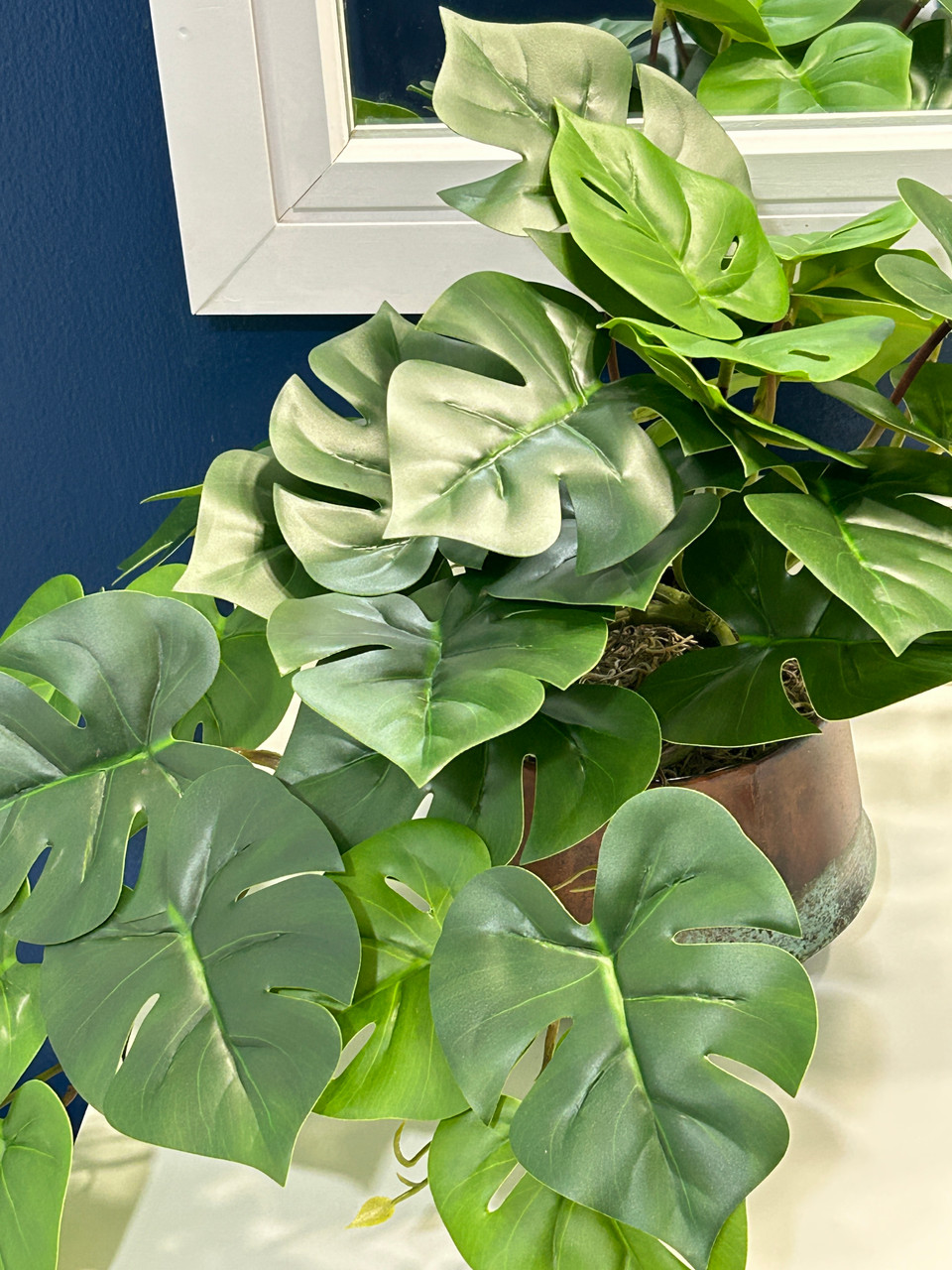 philodendron gloriosum vs glorious Philodendron Gloriosum for Sale (4