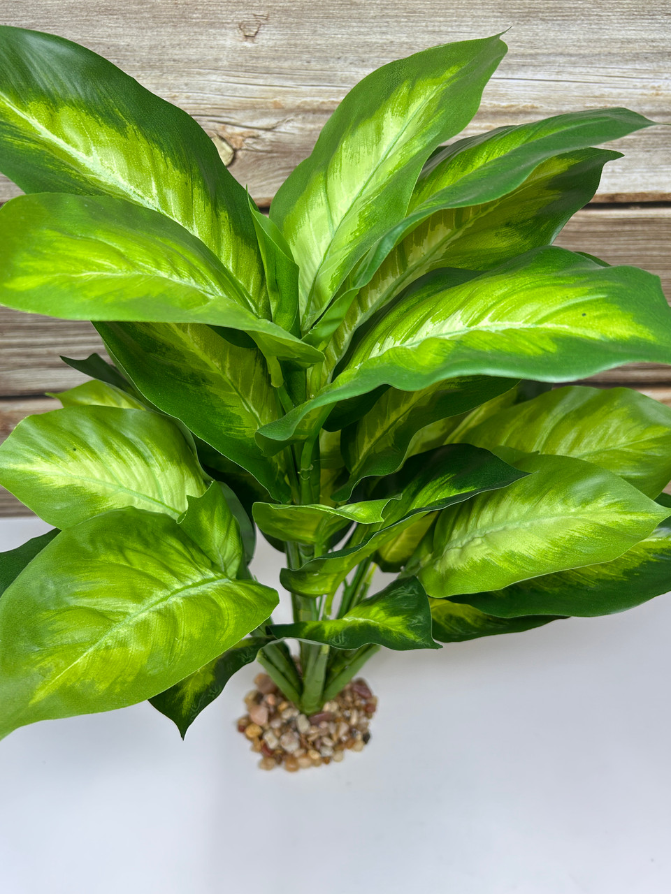 jade money plant Crassula ovata - jade plant