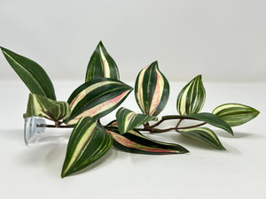 8 in. Green-White-Pink Silk JEW Aquarium Betta safe Plant, SUCTION CUP base, Lower Forty Farm