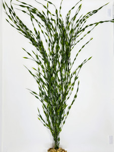 32" XL 4-32" stems JUNGLE VAL Sea Grass Soft flowing Plastic Wireless Plant, Stone Base, Lower Forty Farm, unique handmade realistic natural-looking artificial aquarium plant