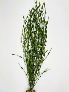 25" XL 4-25" stems JUNGLE VAL Sea Grass Soft flowing Plastic Wireless Plant, Stone Base, Lower Forty Farm, unique handmade realistic natural-looking artificial aquarium plant